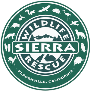 EDH - Early Literacy